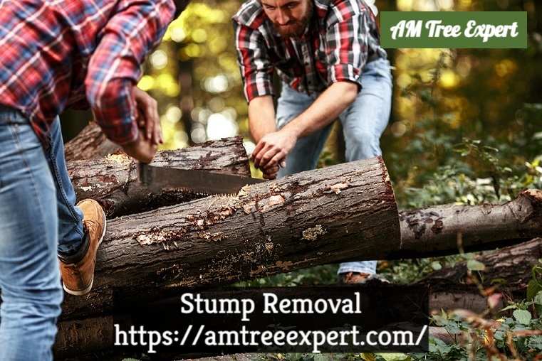 Stump Removal Cincinnati, OH